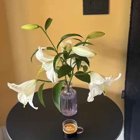 Daisy Cinque Terre La Spezia